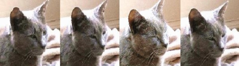 The role of cat eye narrowing movements in cat–human communication