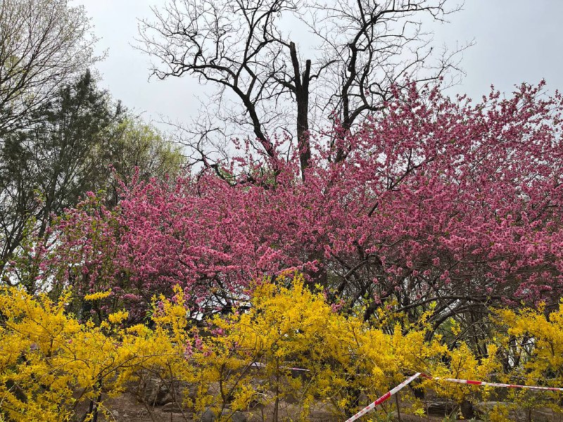 今日前往玉渊潭公园赏樱🌸今日前往玉渊潭公园赏樱🌸