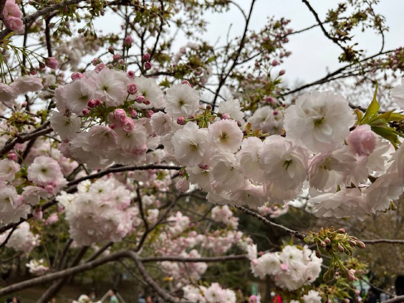 今日前往玉渊潭公园赏樱🌸今日前往玉渊潭公园赏樱🌸