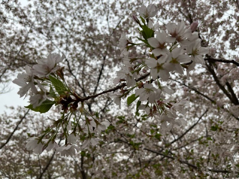 今日前往玉渊潭公园赏樱🌸今日前往玉渊潭公园赏樱🌸