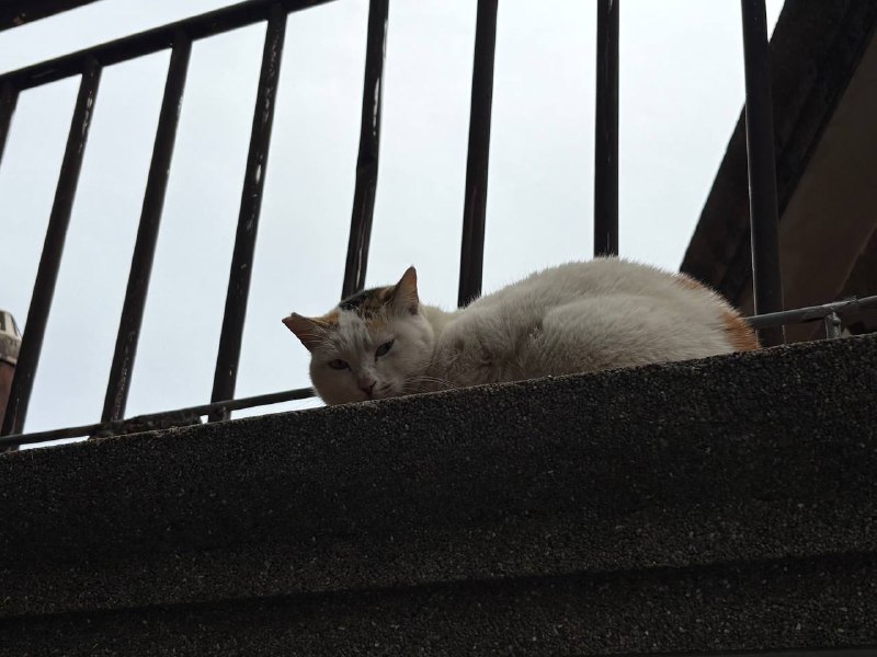 鼓浪屿上的猫咪鼓浪屿上的猫咪