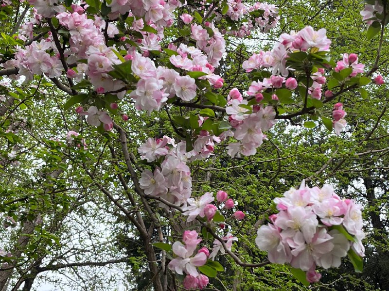今日前往玉渊潭公园赏樱🌸今日前往玉渊潭公园赏樱🌸