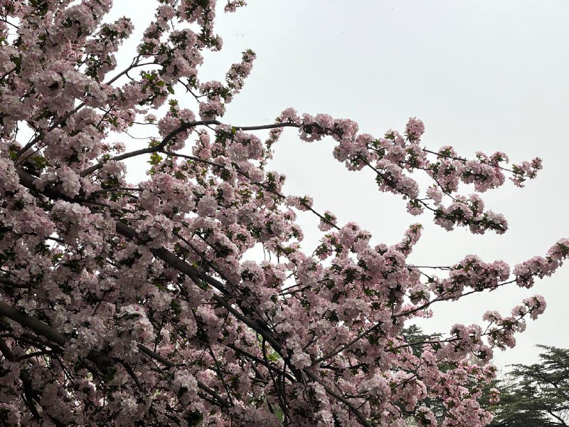 今日前往玉渊潭公园赏樱🌸今日前往玉渊潭公园赏樱🌸