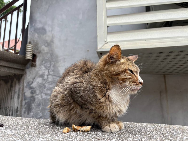 鼓浪屿上的猫咪鼓浪屿上的猫咪