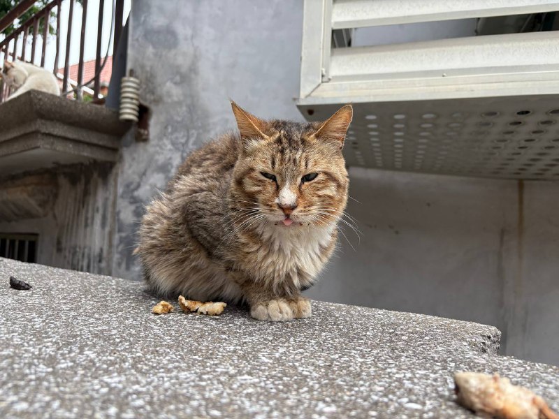 鼓浪屿上的猫咪鼓浪屿上的猫咪