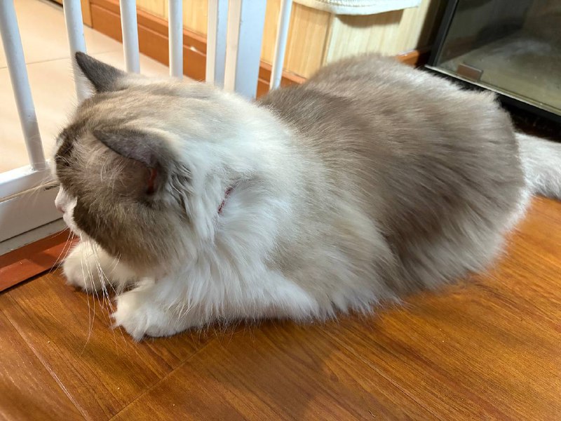 今日撸猫猫🐱今日撸猫猫🐱