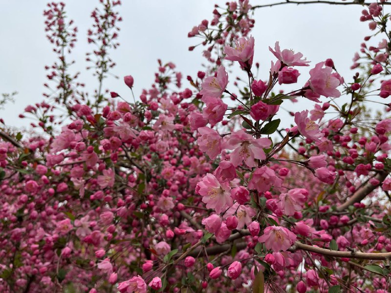 今日前往玉渊潭公园赏樱🌸今日前往玉渊潭公园赏樱🌸