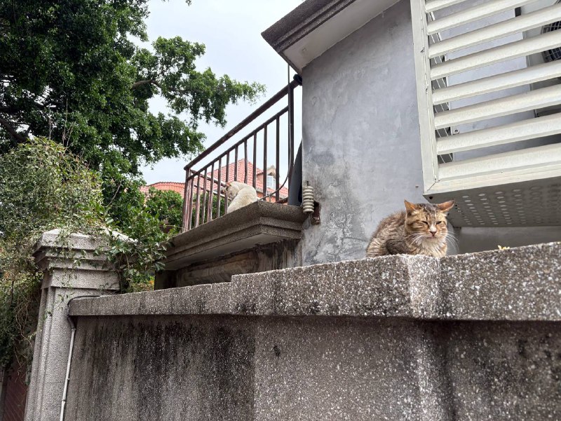 鼓浪屿上的猫咪鼓浪屿上的猫咪